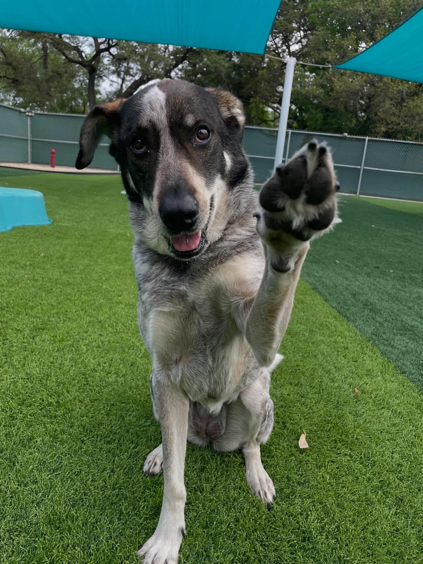 Happy Saturday everybody! 🩵 Here are just a few of our favorite photos from today, make sure to go check out the rest on your Pups &amp; Pals app!🐶