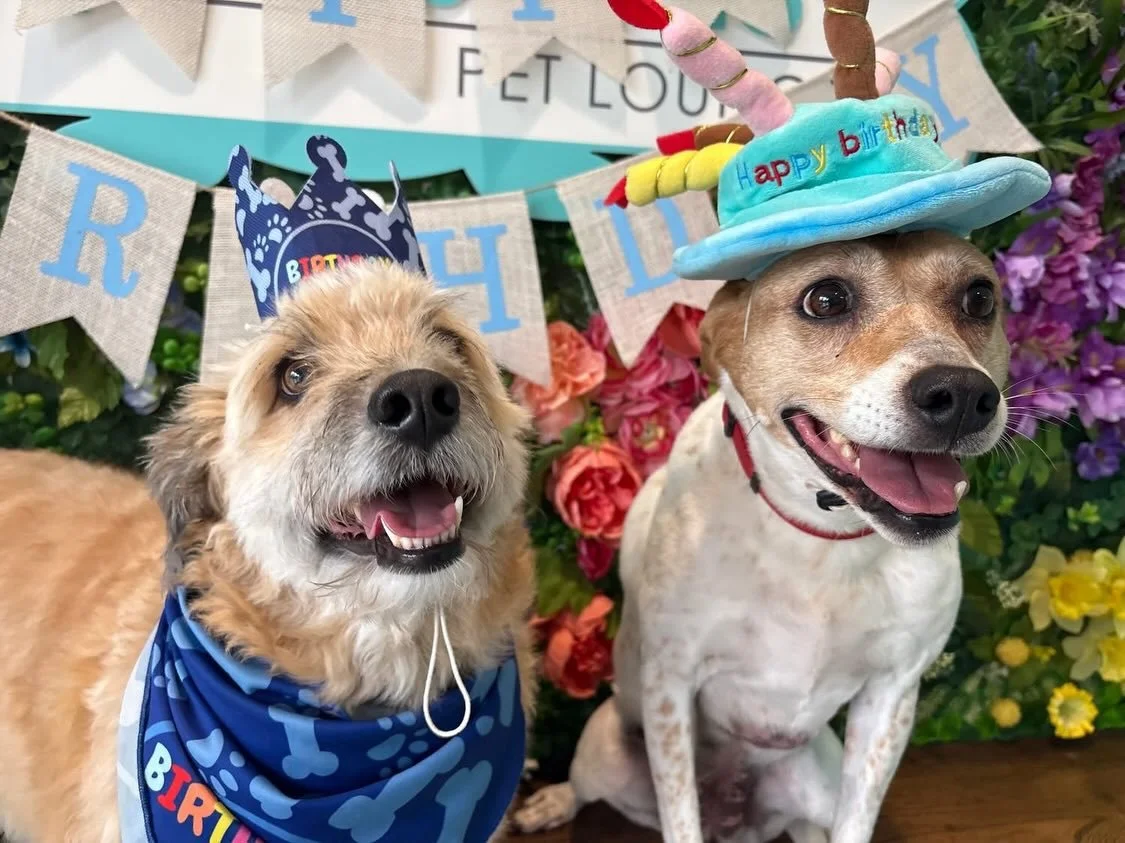 These pups aren&rsquo;t letting the clouds dim their spirits today! 🌧️🐾

We&rsquo;re also wishing a happy birthday to little Ralphie! 🎉

#dogdaycareatx #doggydaycare #pupsandpalssouthpark #pupsandpalspetlounge