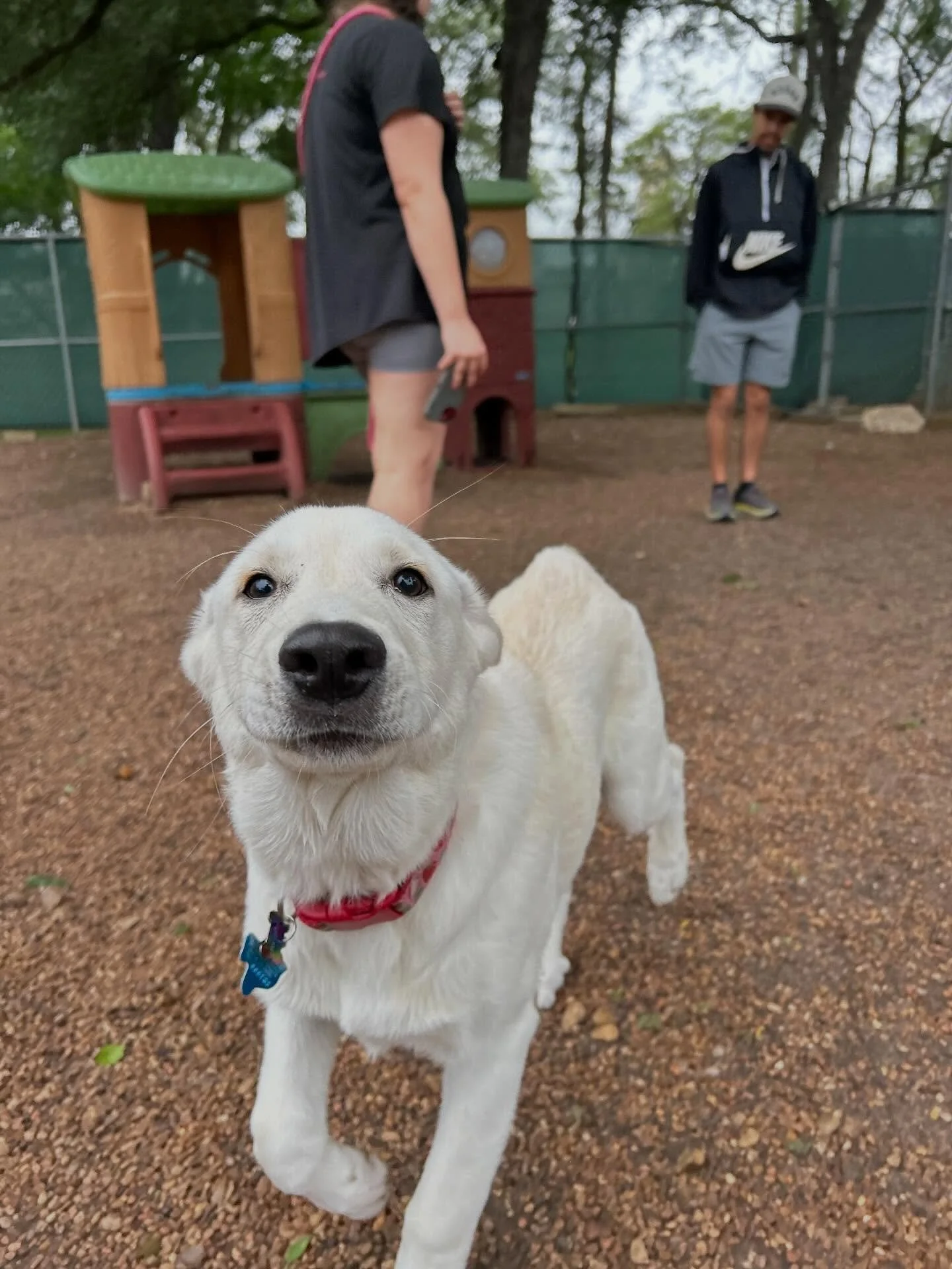 We got to welcome Toast &amp; Rashford today, as well as celebrate Lucy&rsquo;s 5th Birthday! What a fun Saturday! 
Make sure to check your Pups &amp; Pals App to see all of today&rsquo;s photos!🩵