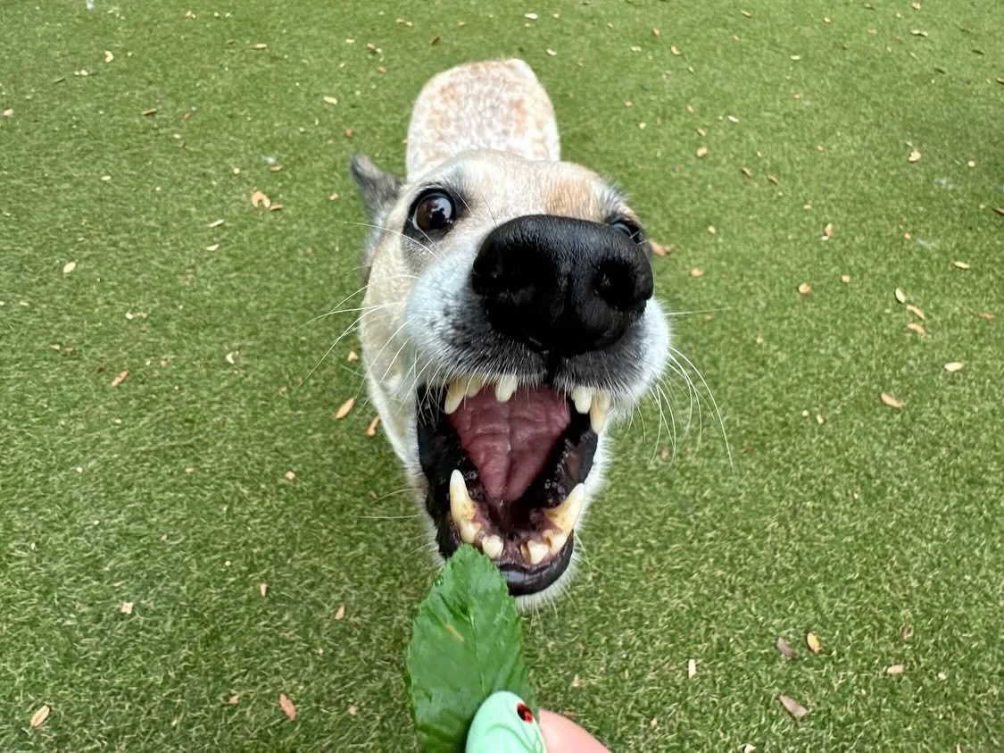 The pups are celebrating Mobie&rsquo;s 4th birthday today! Happy Birthday, Mobie! 🤗🎉