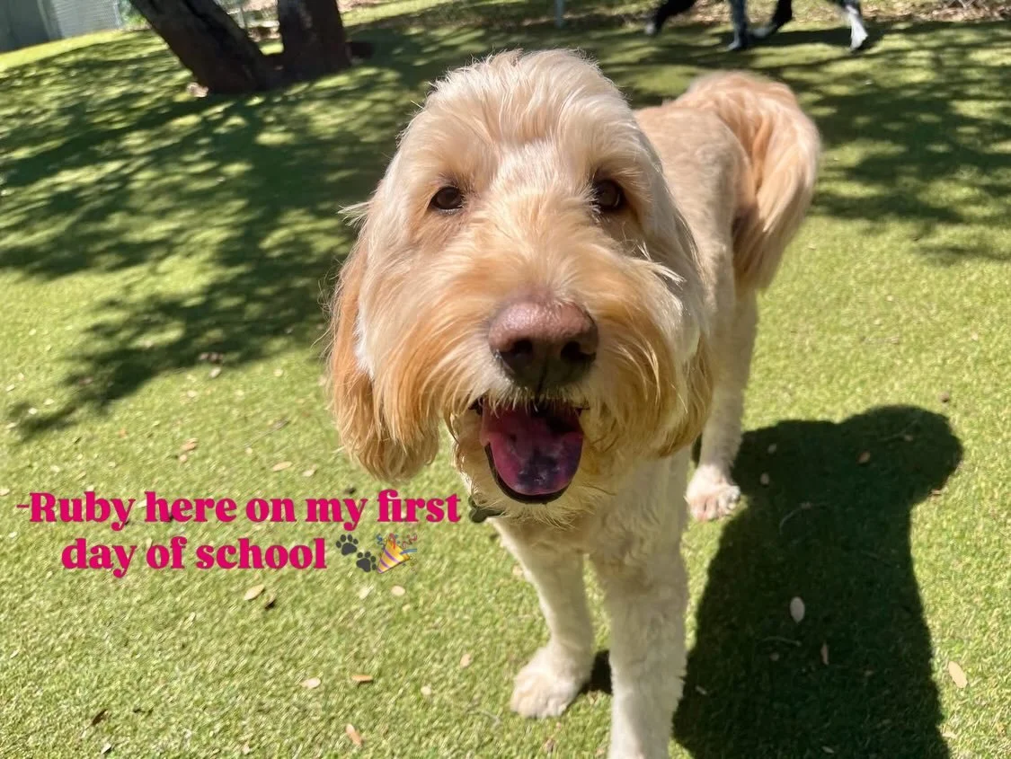 Happy Sunday everyone 🐾☀️