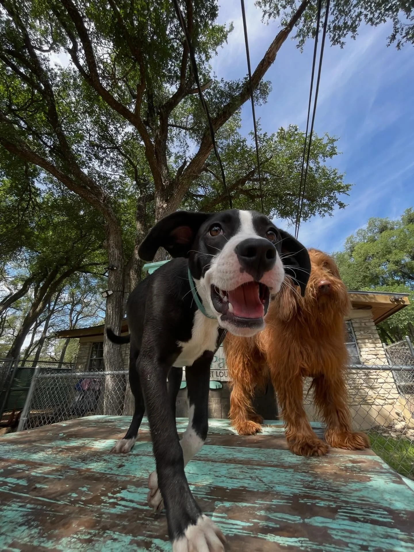 Big day as we welcome Gooper, Wynston, and Violet for their first day AND celebrate Shadow&rsquo;s 9th Birthday! Yay!