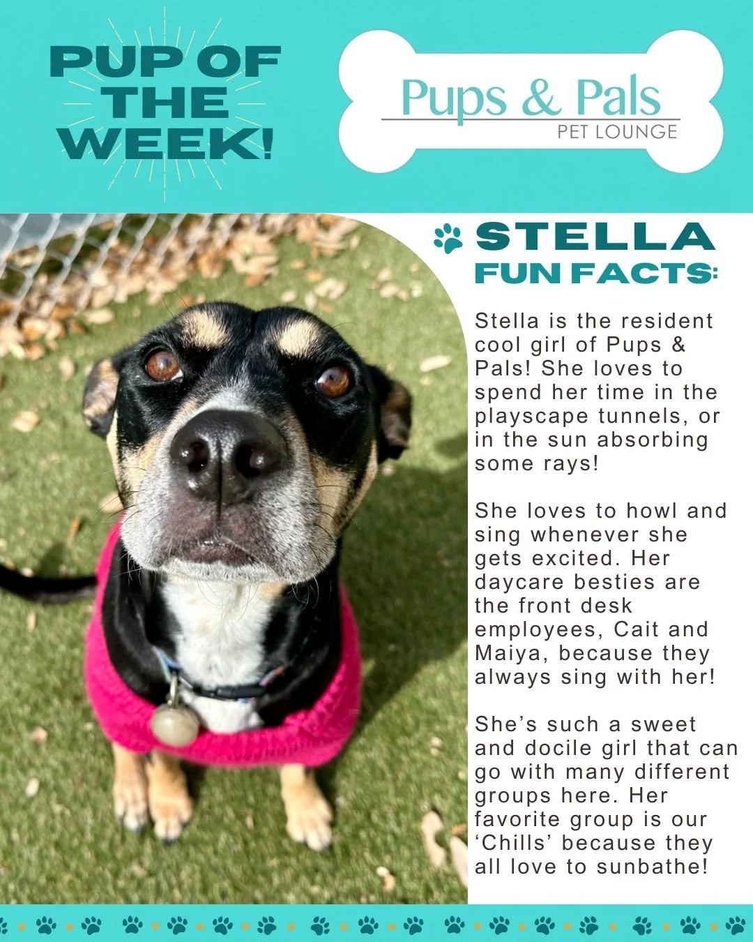 🐾💙 Check out this week's Pup of the Week: Stella! 💙🐾