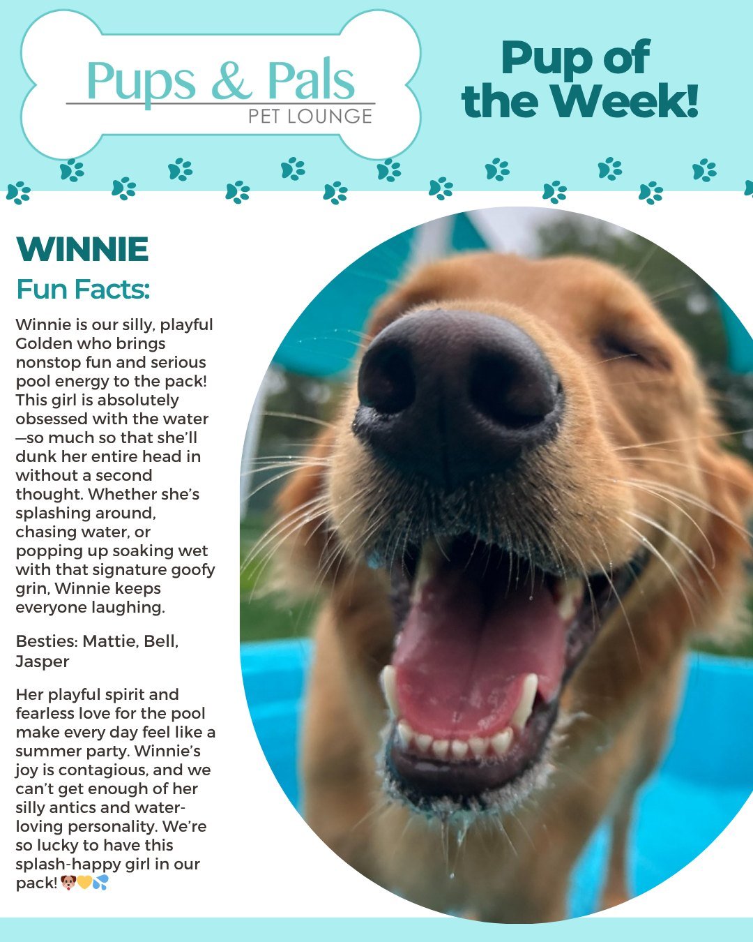 Head dunk champion! 💦🐾 Winnie is our pool-obsessed golden girl, bringing nonstop splashes, silly vibes, and full-face dunks every chance she gets. Life&rsquo;s better (and wetter) with Winnie around! 🐶💛