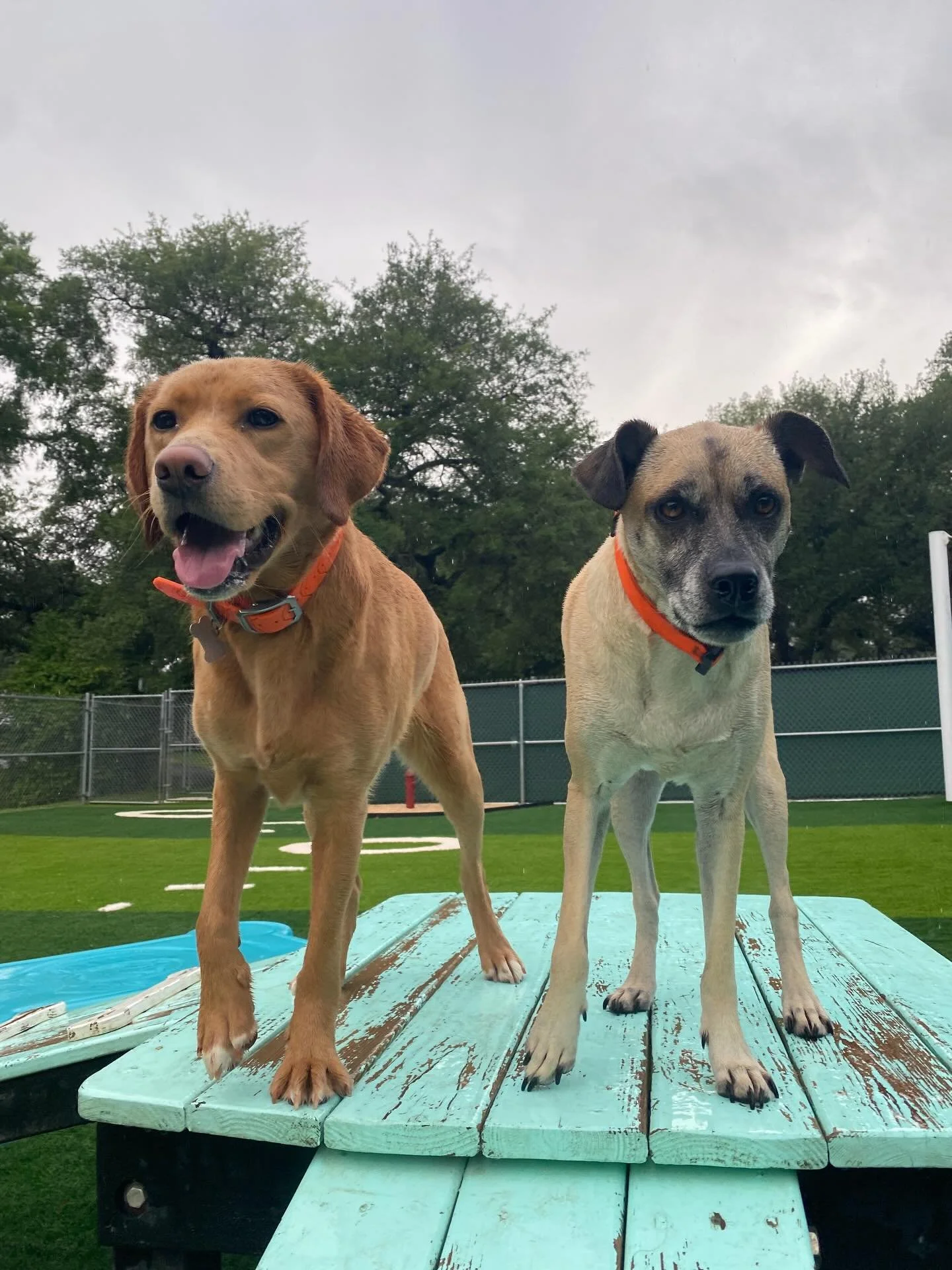 Rainy days are better with wagging tails! The pups are having a blast and soaking up every drop. 🌧️☔️ See all the pictures from today in your Pups and Pals app! 🩵