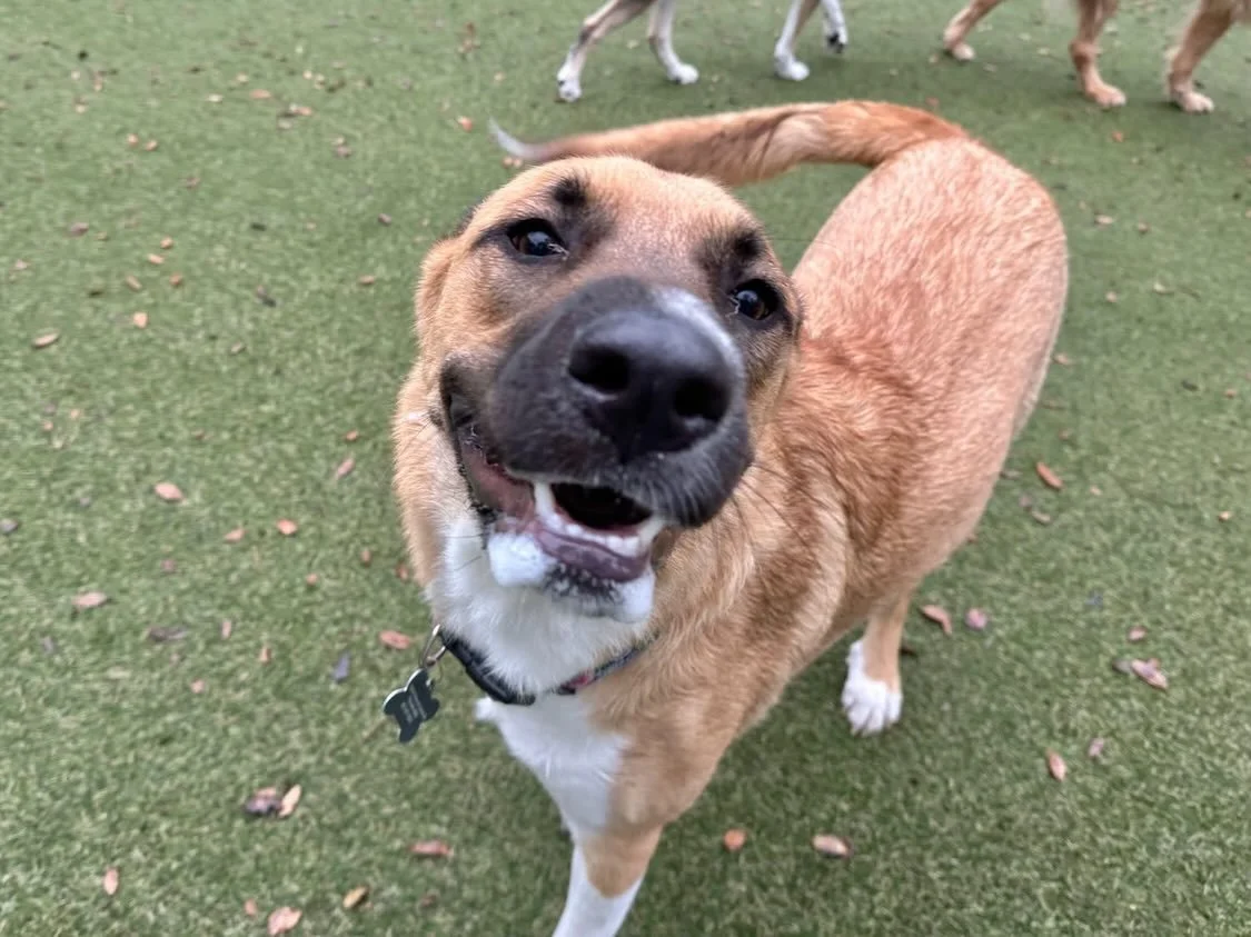 We&rsquo;re having a blast despite the rainy weather! 🌧️🤗
Welcome to our newest pup, Marci, and happy birthday to Miss Nymphadora! 🎉

#dogdaycareatx #doggydaycare #pupsandpalssouthpark #pupsandpalspetlounge