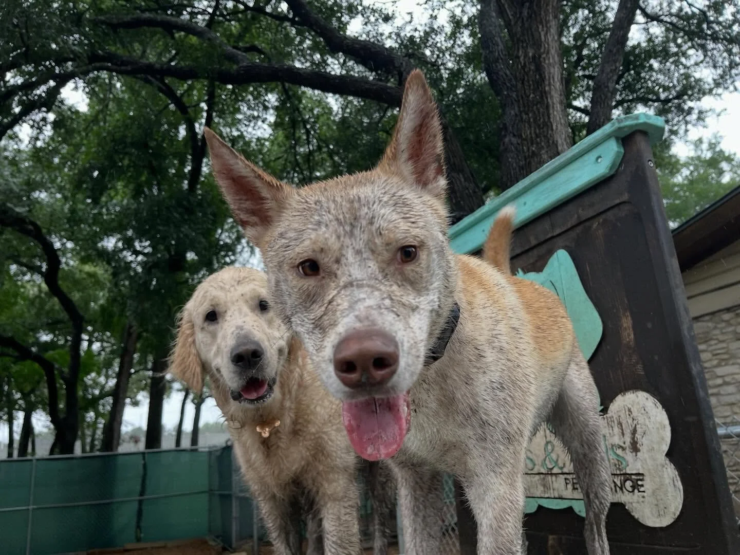 A little rain could never dim our shine!! ✨🐾🐶

Make sure to check your Pups &amp; Pals App to see all of today&rsquo;s photos!🩵