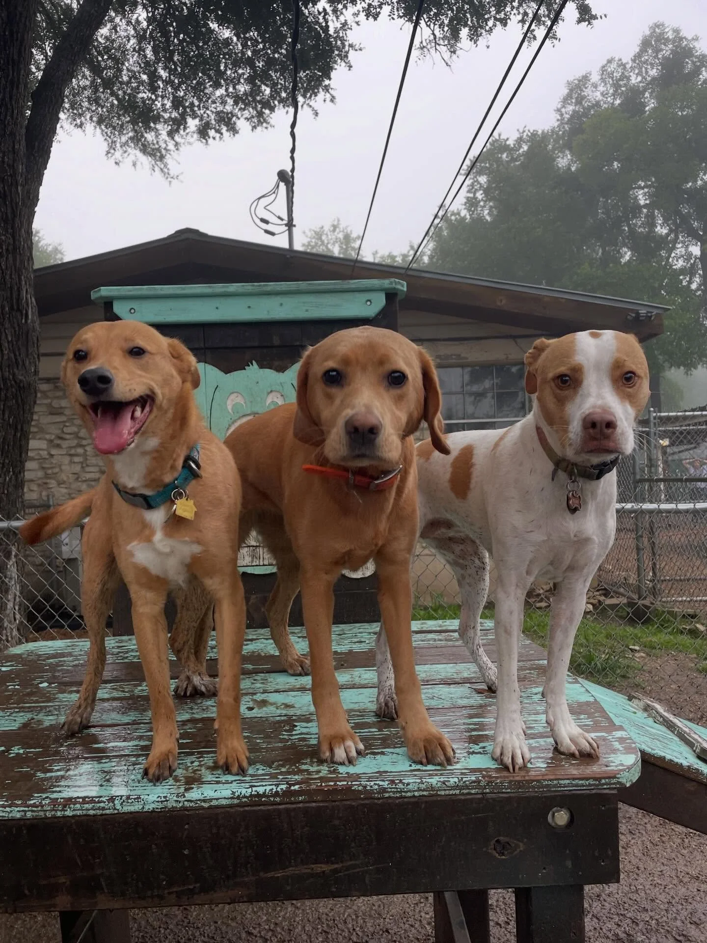 We have another Welcome Woof Wednesday! Today we&rsquo;re welcoming ✨Dora✨ 

Dora and friends had a blast zooming around the yards and trotting through the mud! Rainy days are full of fun at Pups &amp; Pals! 🤗☔️🐾🐶