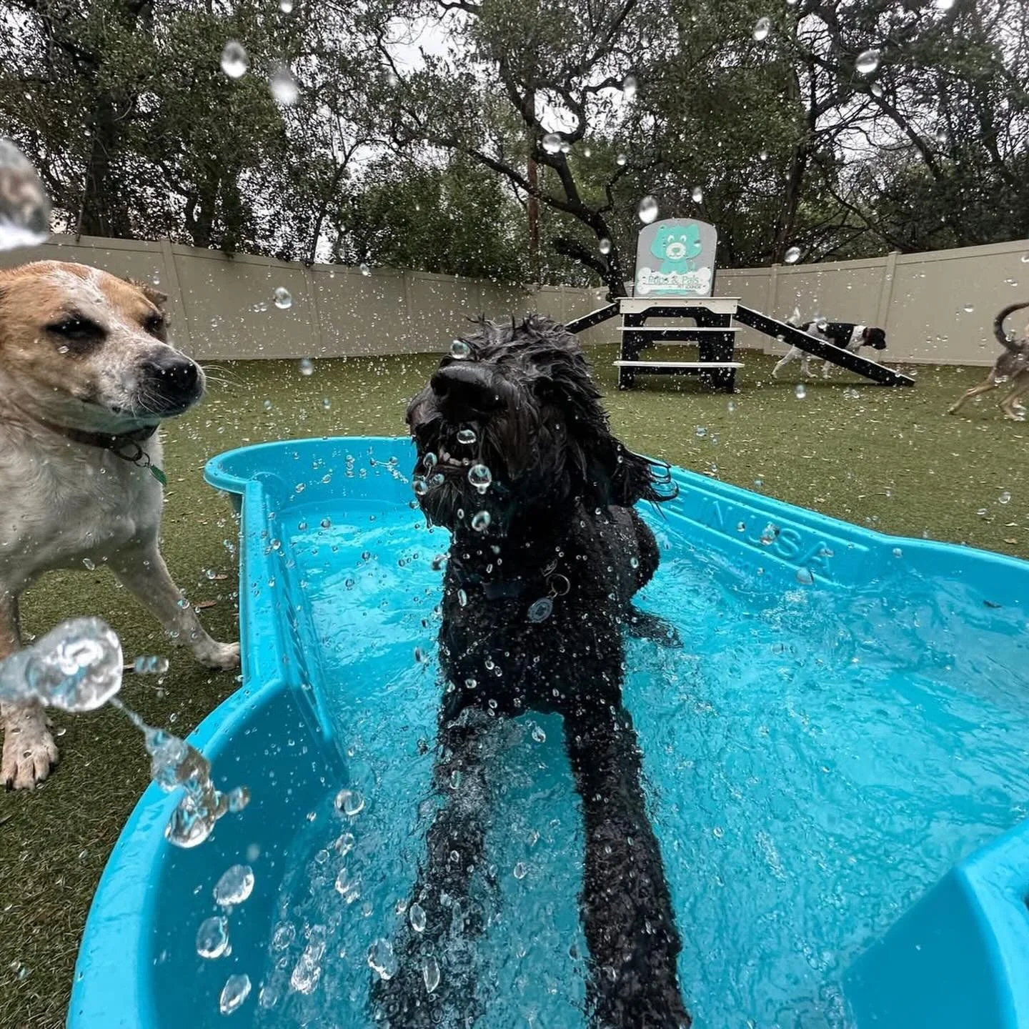 Our pups are so happy because they&rsquo;re at their favorite place in the world! 🩵
