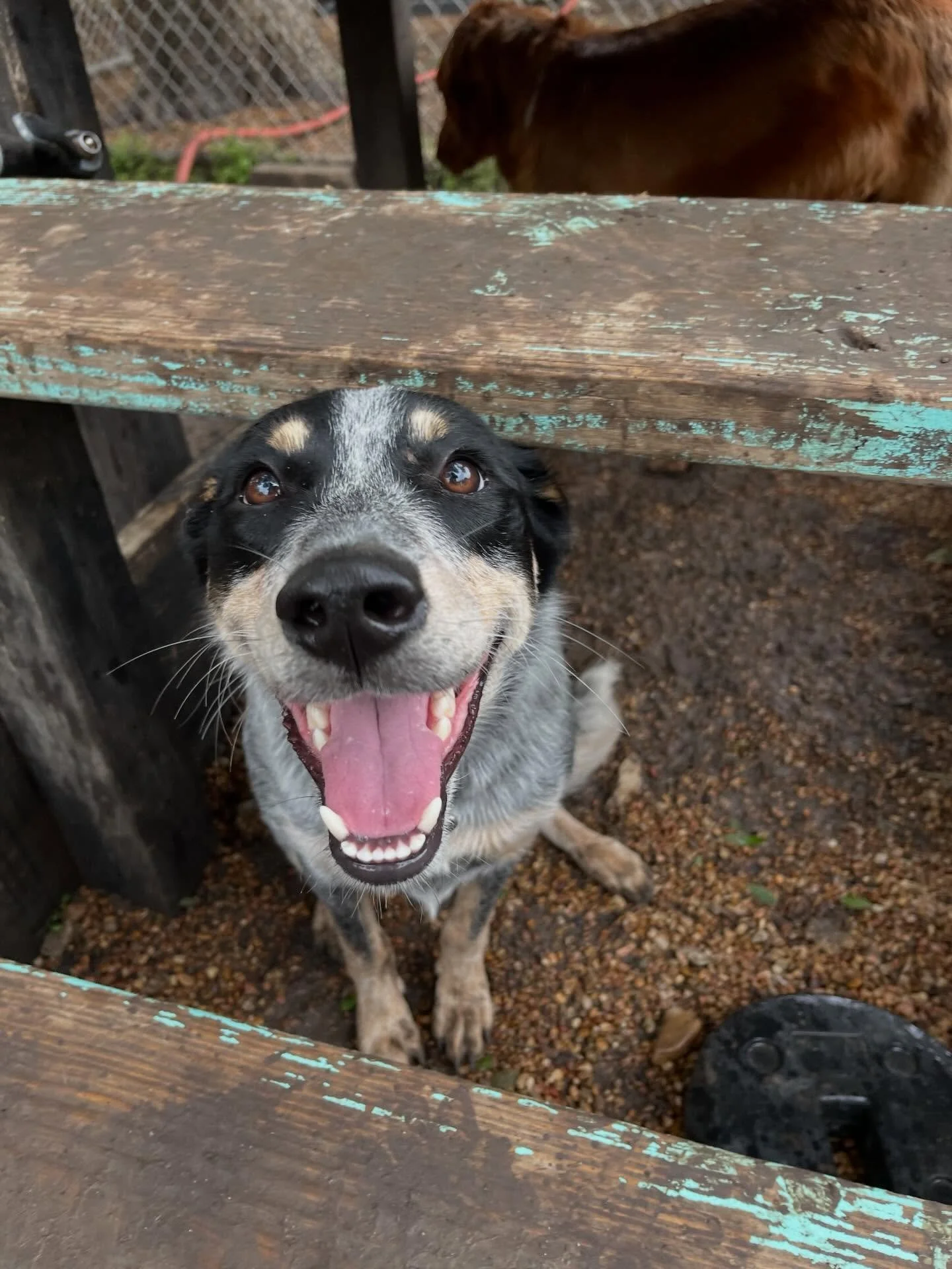 Our happy pups enjoying the water and flowers today!

Make sure to check your Pups &amp; Pals App to see all of today&rsquo;s photos!🩵