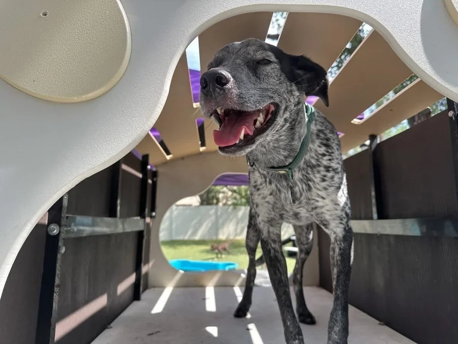 Two paws up for the weekend 🤩🎉 Our pups are having a blast on this beautiful Saturday ☀️🐾