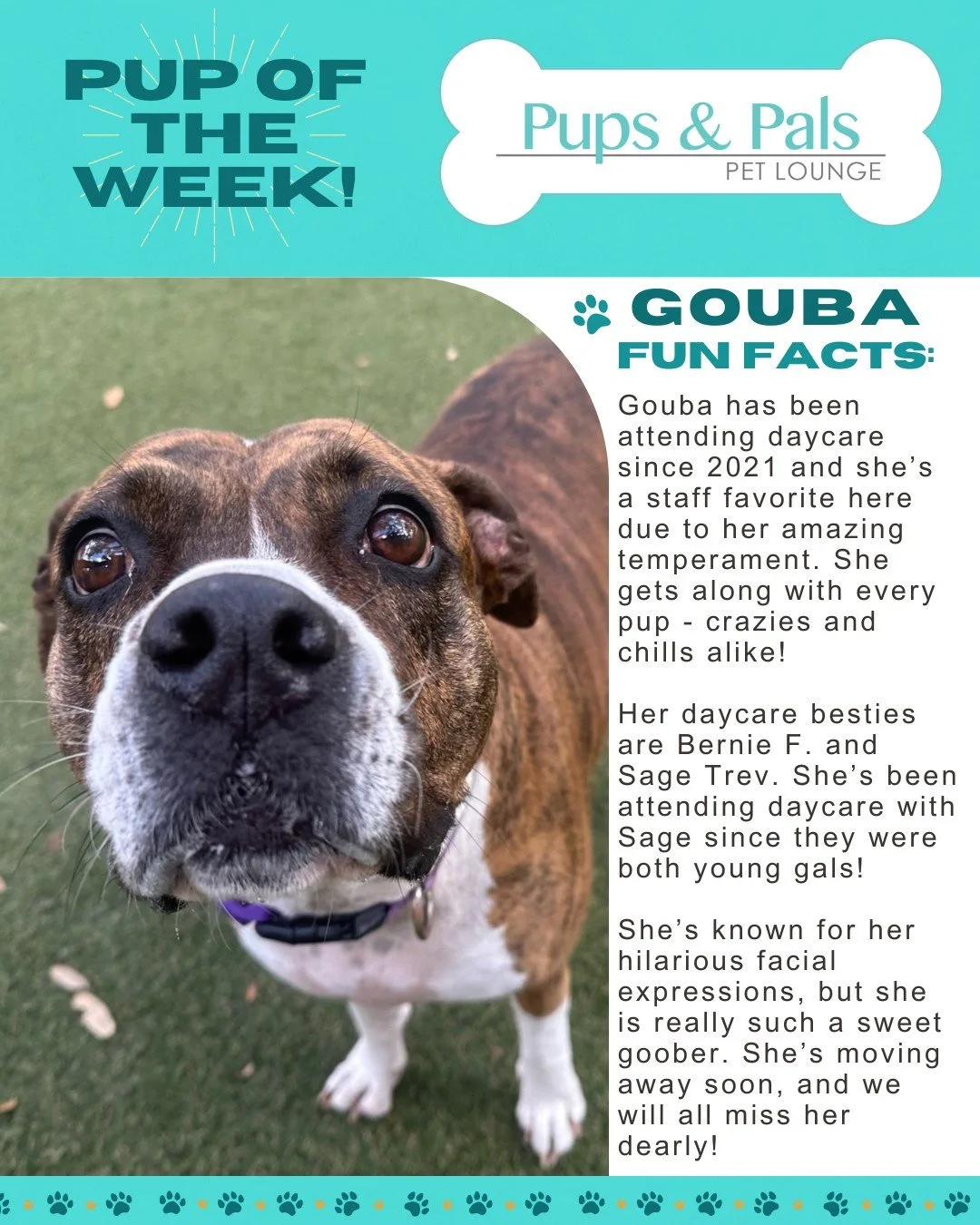 🐾💙 Check out this week's Pup of the Week: Gouba! 💙🐾
