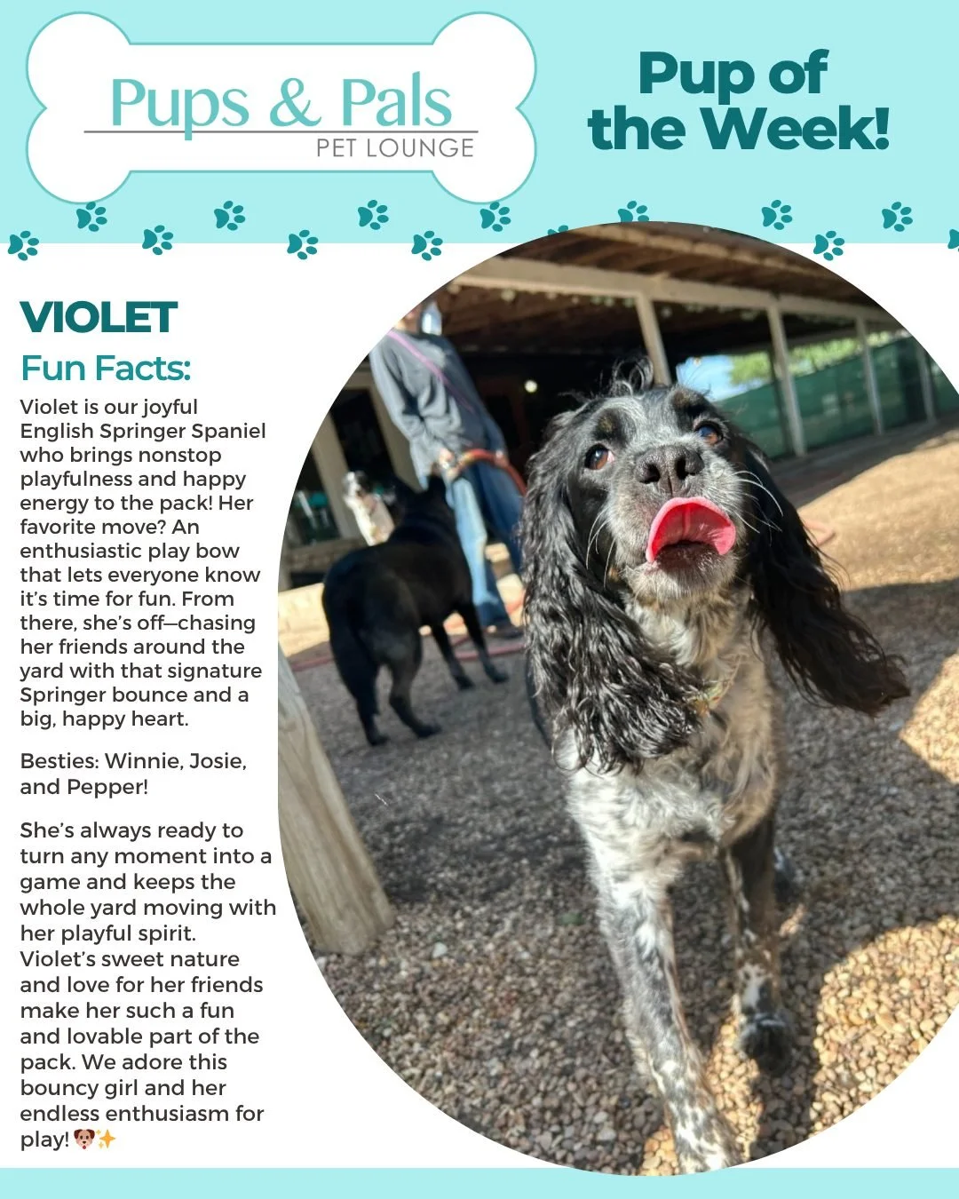 Play bow and GO! 🐾💜 Violet is our playful English Springer Spaniel who&rsquo;s always ready to turn the yard into a game of chase. Bouncy, happy, and full of fun. She keeps the good times rolling all day long! 🐶✨