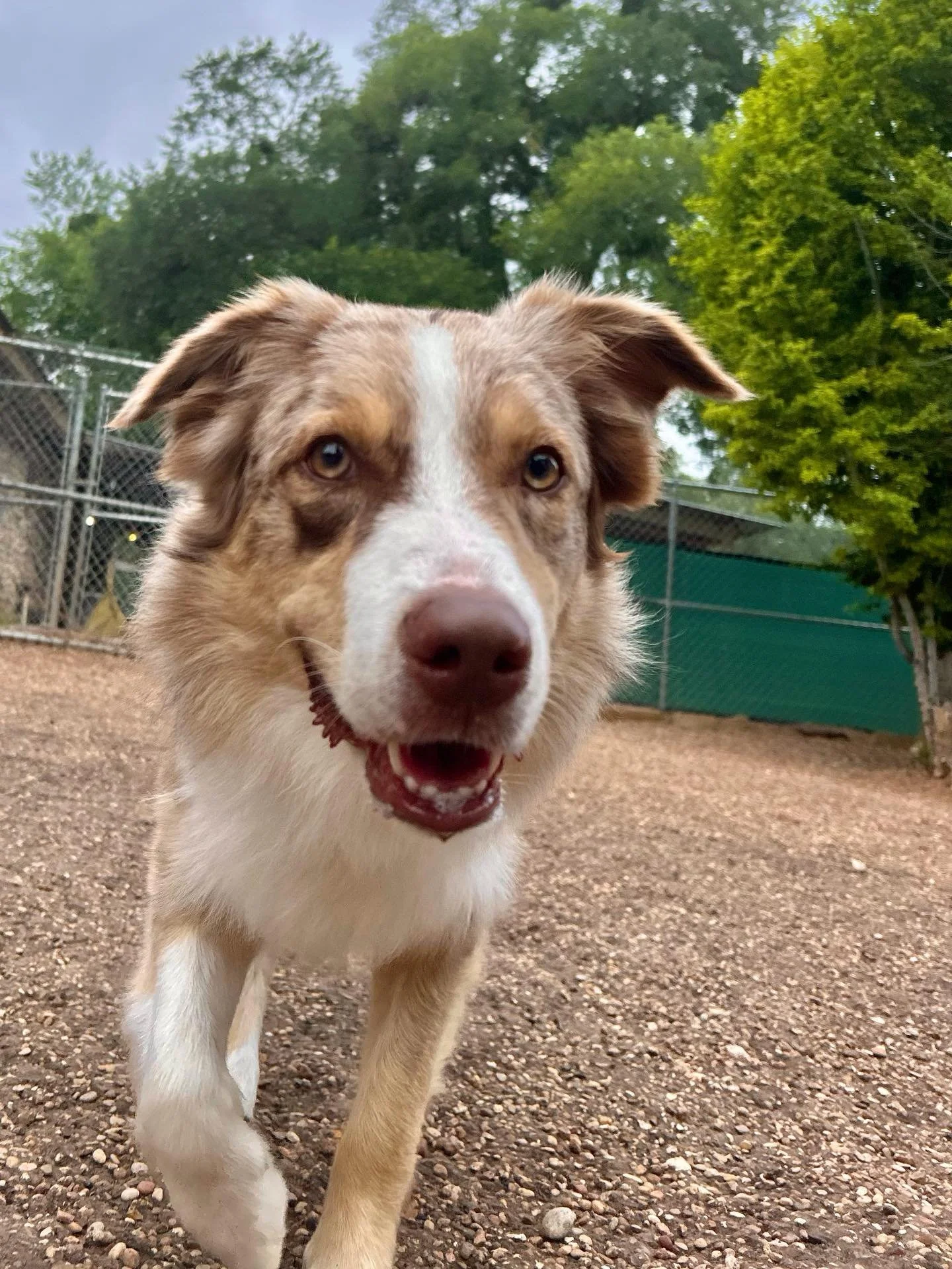 Help us give a warm Pups and Pals welcome to our newest pack member, Koa! See the rest of today&rsquo;s photos in our Pups and Pals app 🩵