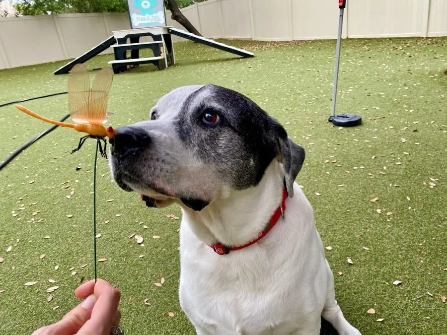 Hello and Happy Tuesday Y&rsquo;all! 🐶💖 we hope you&rsquo;re having a paws-otively awesome day! 🤩

#dogdaycareatx #doggydaycare #pupsandpalspetlounge #pupsandpalssouthpark