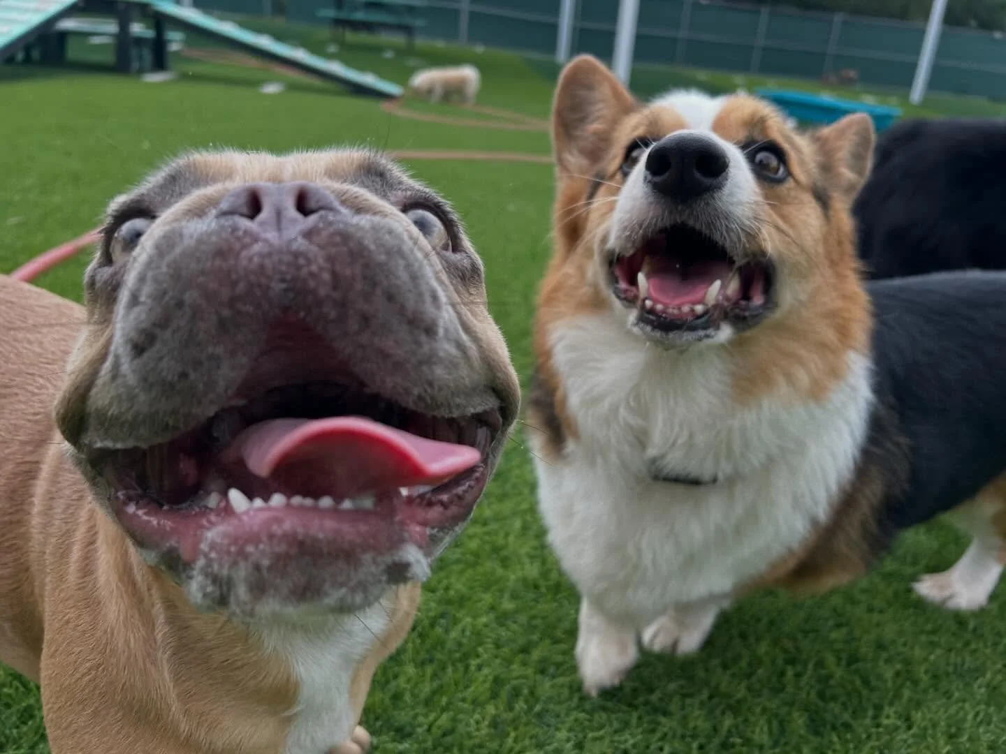 Welcome Wags to Honey and Ellie joining the pack and a big happy birthday to Willie and Stow!!! Lots to celebrate today!! 🐶🐾✨🎉

Make sure to check your Pups &amp; Pals App to see all of today&rsquo;s photos!🩵