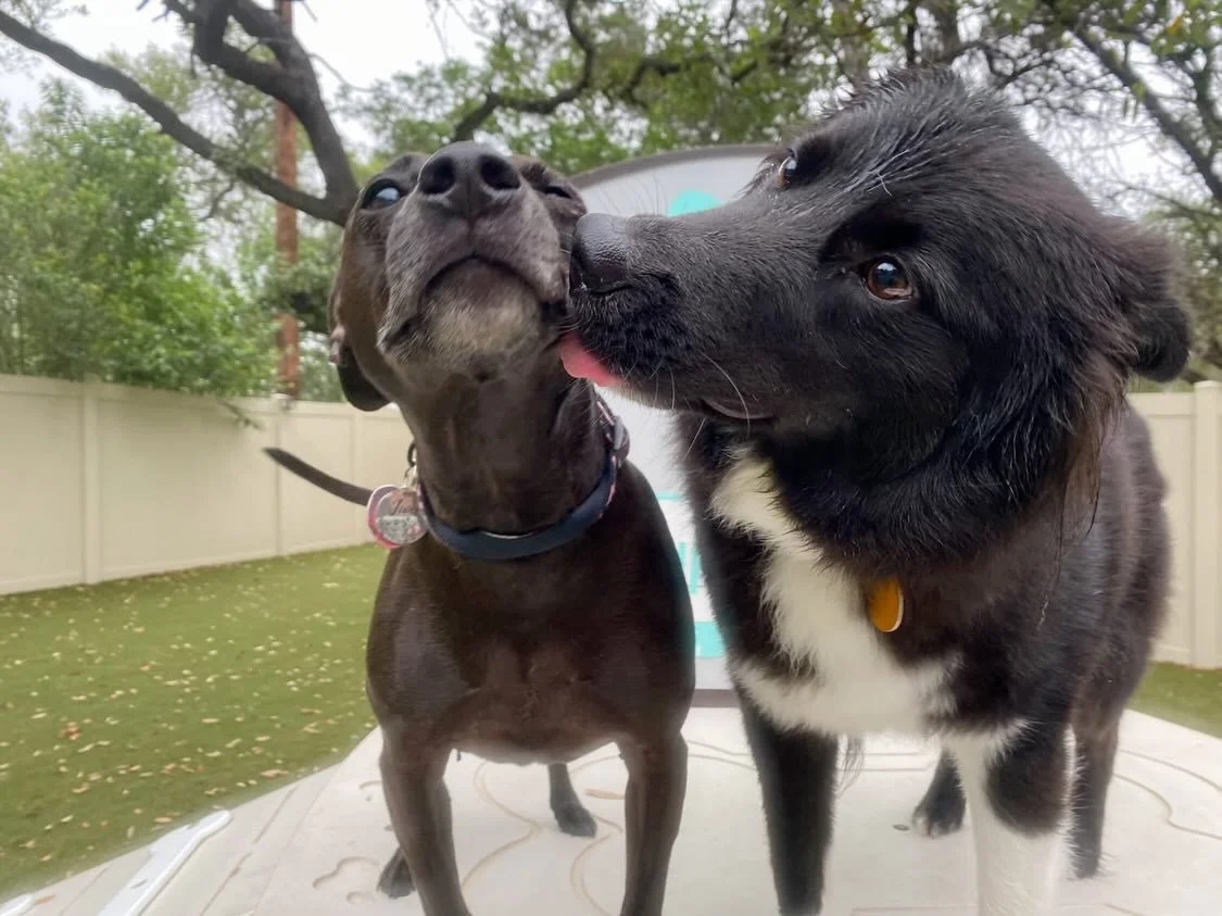 Happy Wednesday y&rsquo;all! We&rsquo;ve got so many AMAZING action shots of your pups and their besties today! 😍 They&rsquo;re all so excited for pool season!

#dogdaycareatx #doggydaycare #pupsandpalssouthpark #pupsandpalspetlounge