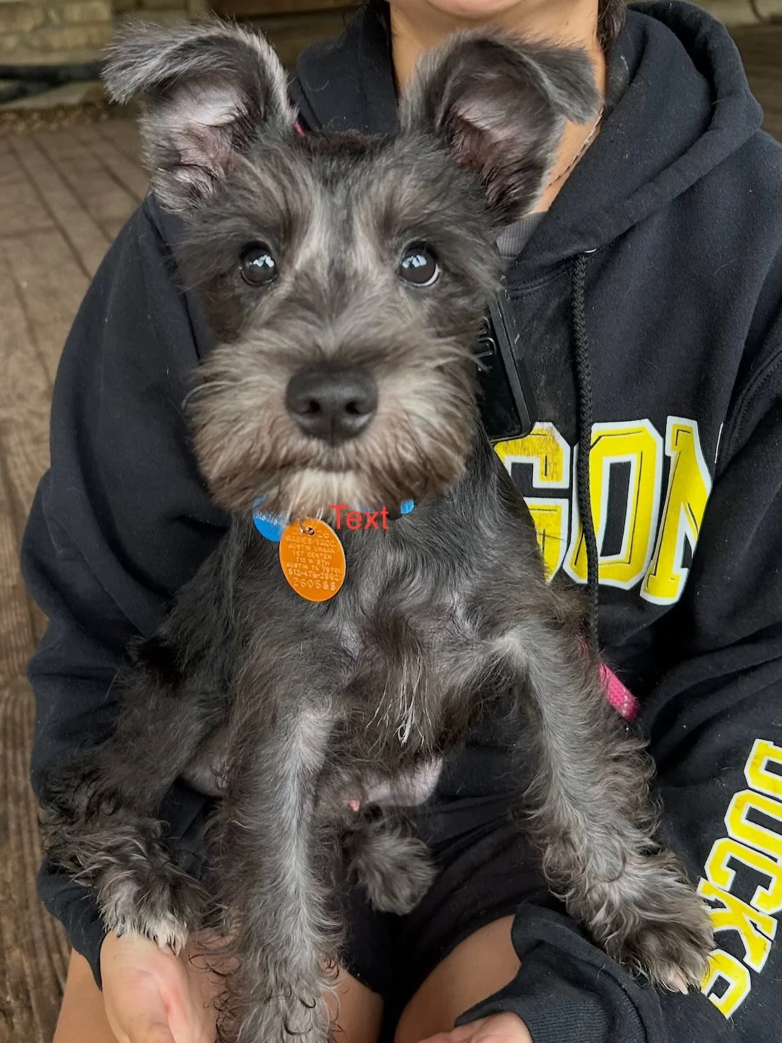 We have 2 little angels joining the &ldquo;littles&rdquo; pack today! Welcome Ollie and Roo! 

Make sure to check your Pups &amp; Pals App to see all of today&rsquo;s photos!🩵