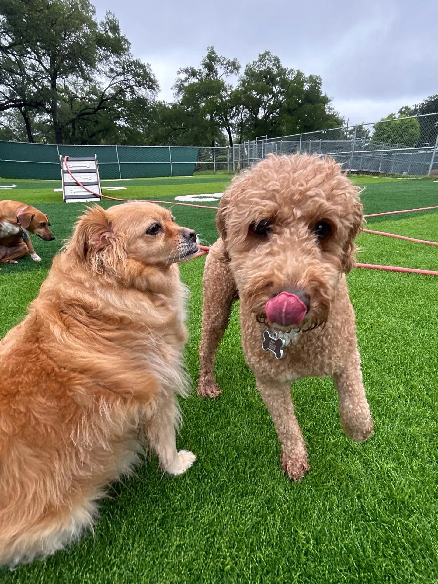 Rainy days don&rsquo;t stop these pups! We got to welcome Riley to our pack today! 🥳

Make sure to check your Pups &amp; Pals App to see all of today&rsquo;s photos!🩵