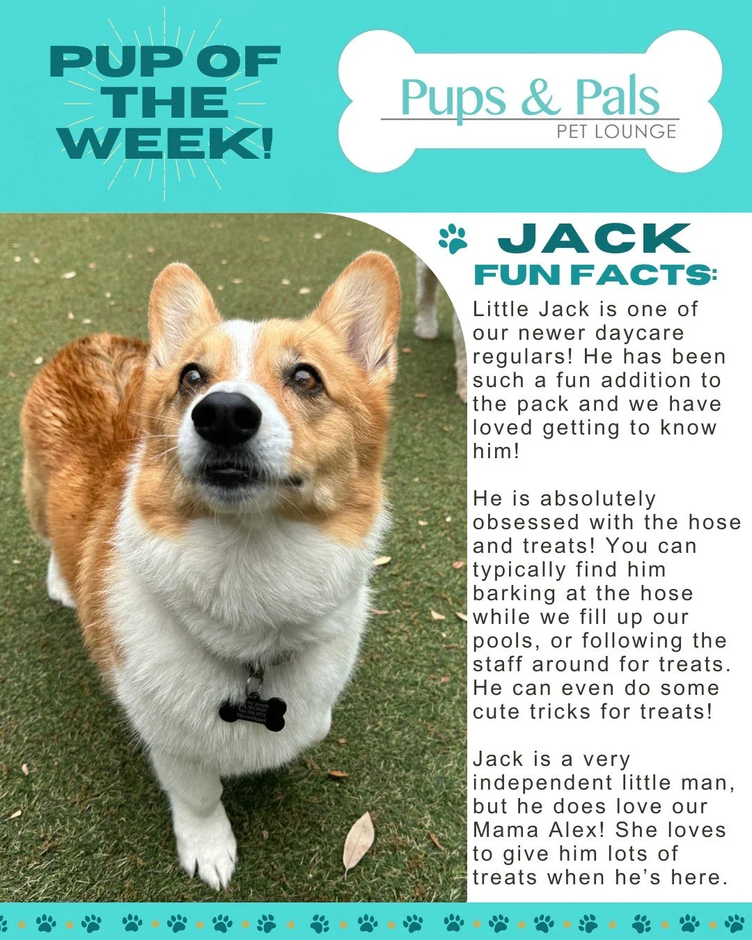 🐾💙 Check out this week's Pup of the Week: Jack! 💙🐾