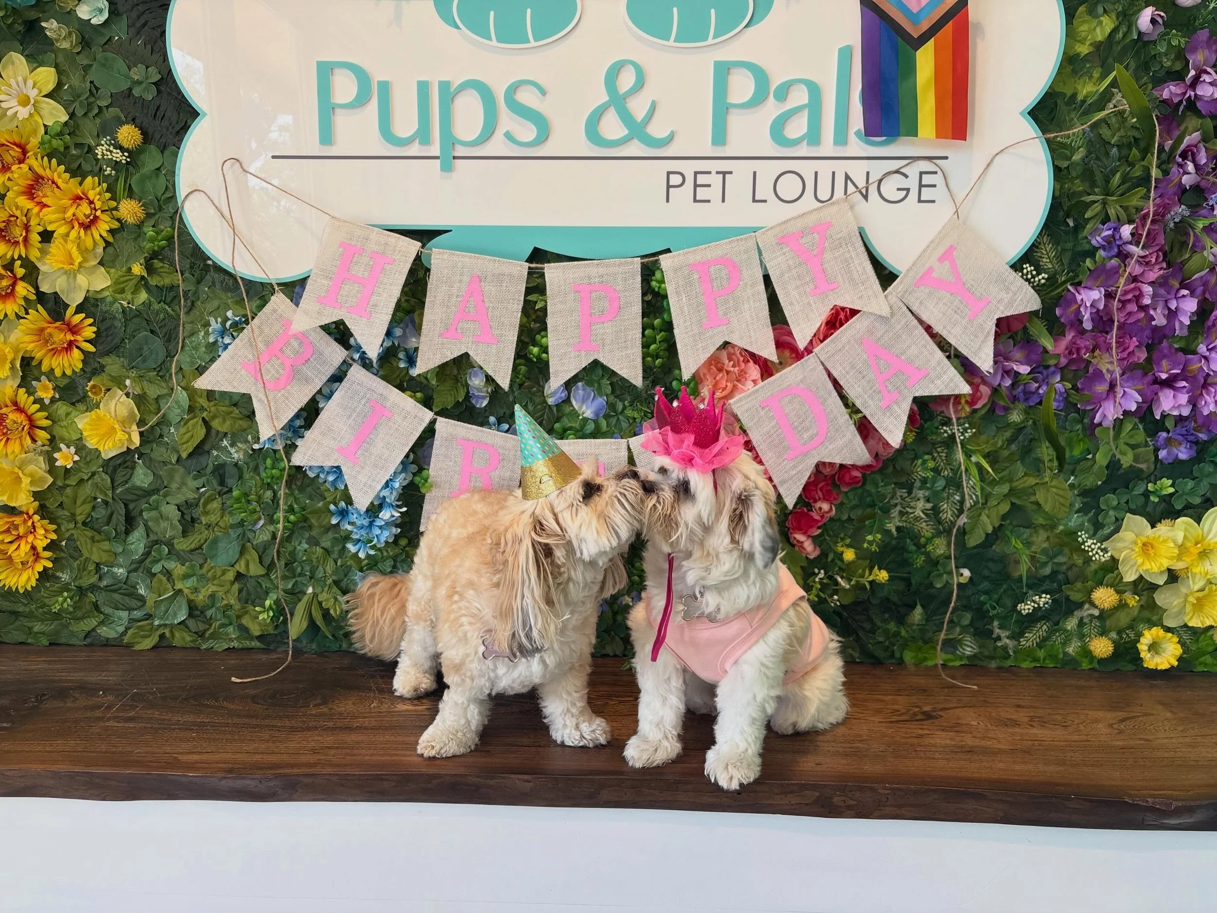 Happy Monday y&rsquo;all! These pups are having some fun in the sun after the crazy rain last night! 🌞 Also, Happy Birthday, Chanel and Luna! 🥳

#dogdaycareatx #doggydaycare #pupsandpalspetlounge #pupsandpalssouthpark