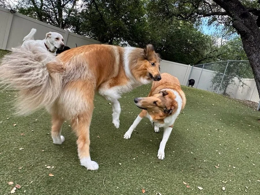 Happy Wednesday! It looks like we&rsquo;ve got lots of twins today! 👯🐾

#dogdaycareatx #doggydaycare #pupsandpalspetlounge #pupsandpalssouthpark