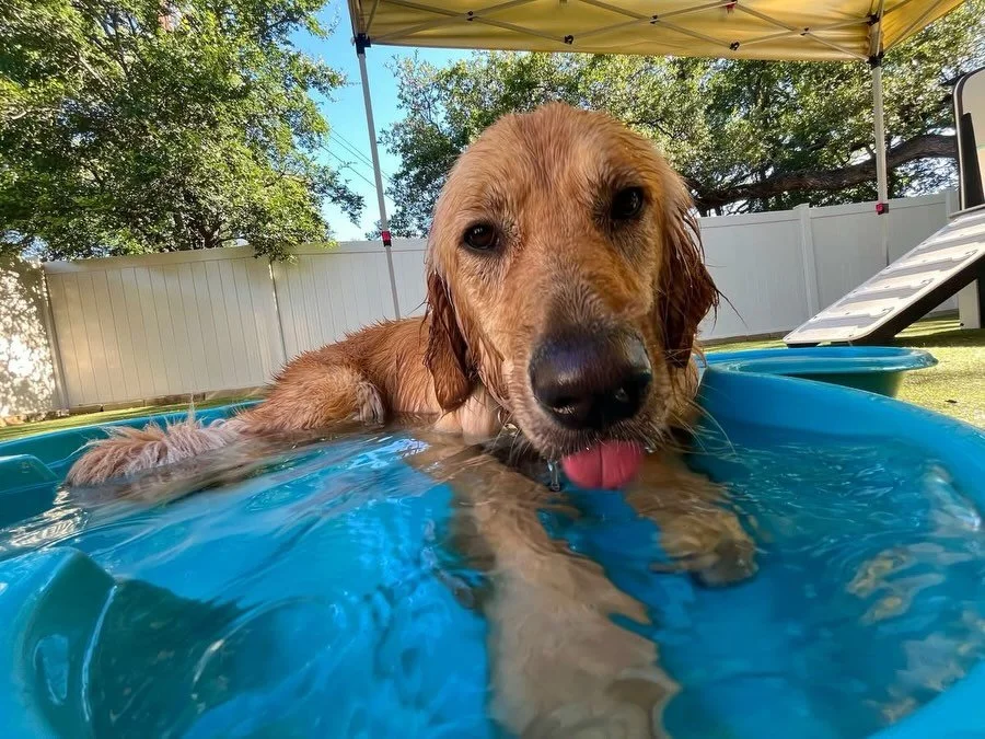 Happy Wednesday y&rsquo;all! 😄🌊 We are having so much fun in the pool on this beautiful sunny day!

#dogdaycareatx #doggydaycare #pupsandpalssouthpark #pupsandpalspetlounge