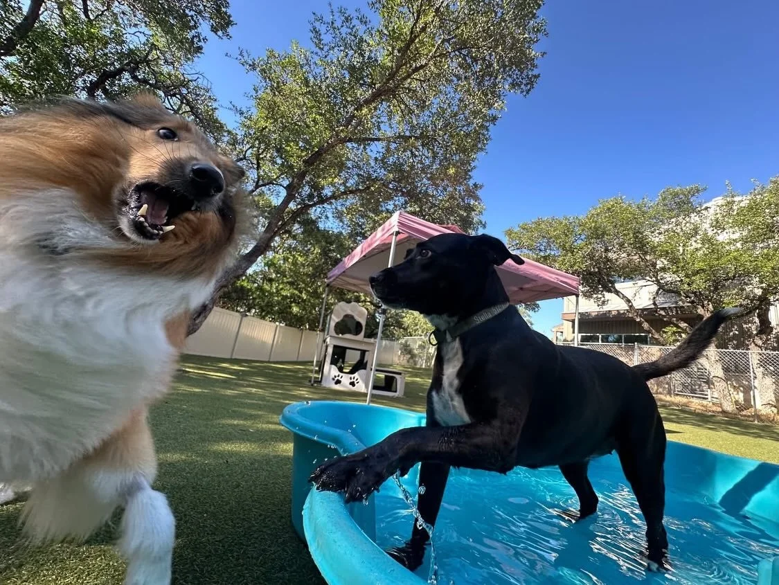 Summer is here and we are so ready for all the POOL DAYS! 🌊🐾🌞
