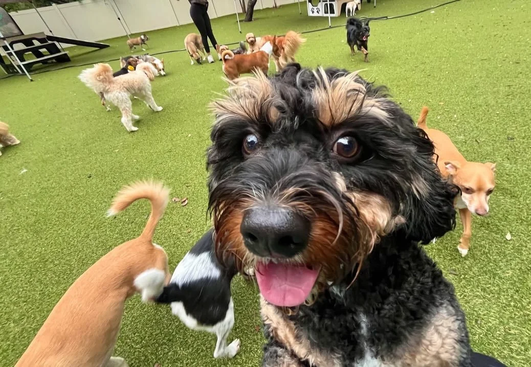 Happy Wednesday! It&rsquo;s looking like it might rain today BUT certainly not on our parade! 🤗☔️

#dogdaycareatx #doggydaycare #pupsandpalspetlounge #pupsandpalssouthpark