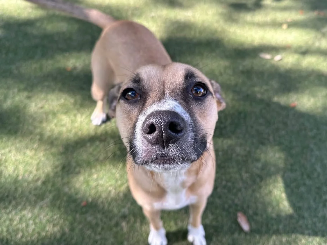 Happy 7th Birthday to sweet ChiChi!! Also please help us welcome our newest member Penny! ❤️🌞🎂
