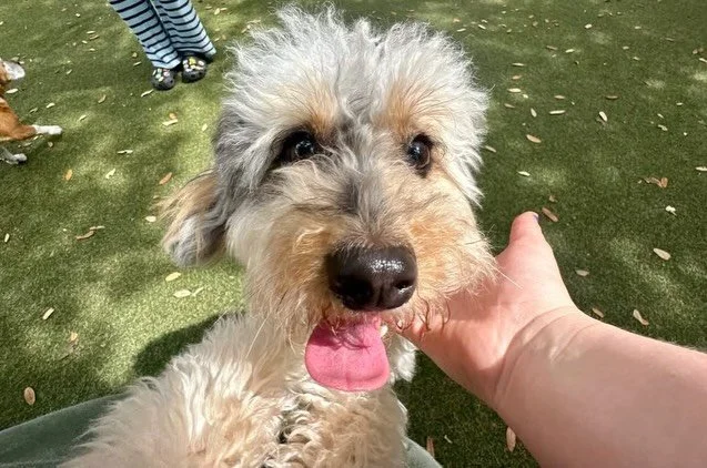Happy Saturday! 🩵 Check out our adorable enjoying all the fun in the sun 😎🐾☀️

Please help us welcome the newest member of the pack Coco! 🐶