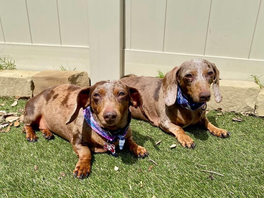 Last day of May for these pups!🐶🌼 Summer here we come!😎☀️