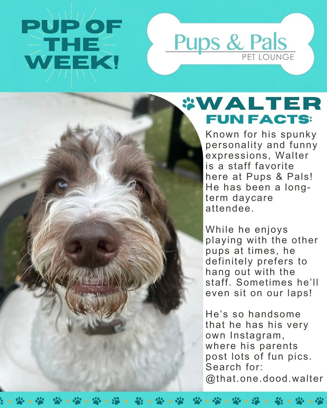 🐾💙 Check out this week's Pup of the Week: Walter! 💙🐾