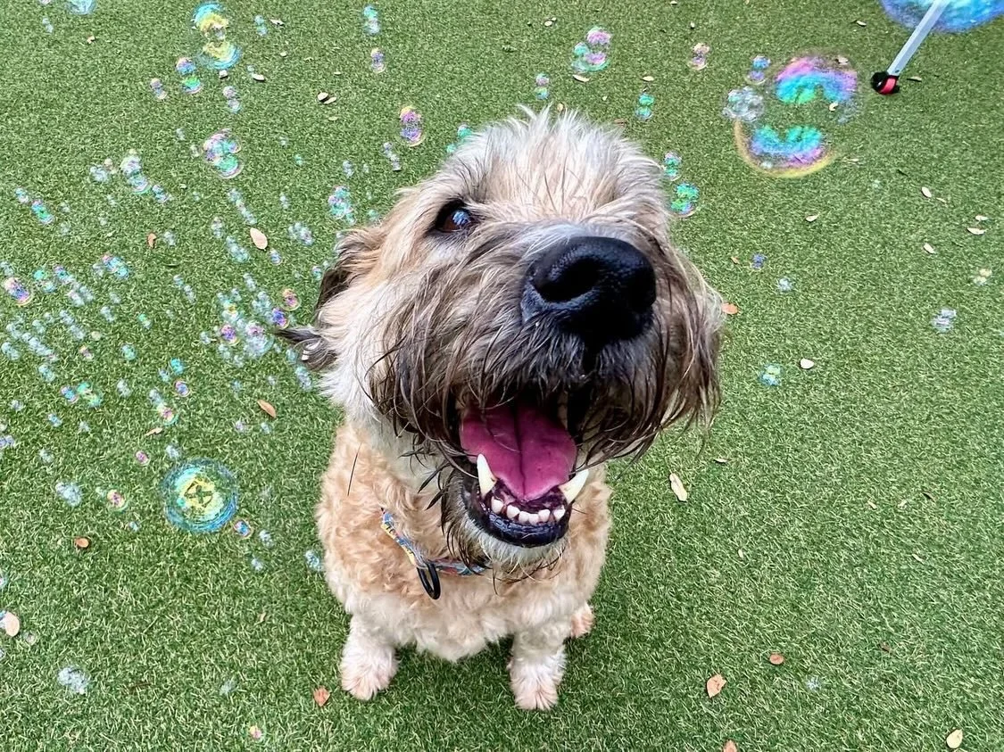 Having a happy Tuesday with all of our friends! 🤗

#doggydaycare #dogdaycareatx