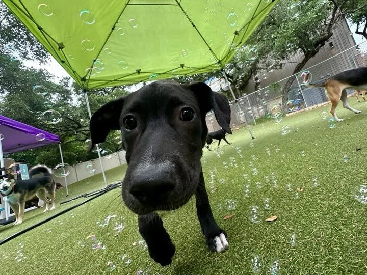 Happy Wednesday! We&rsquo;ve got the happiest pups in the world! 🤩🌎 And a new pup named Roscoe!