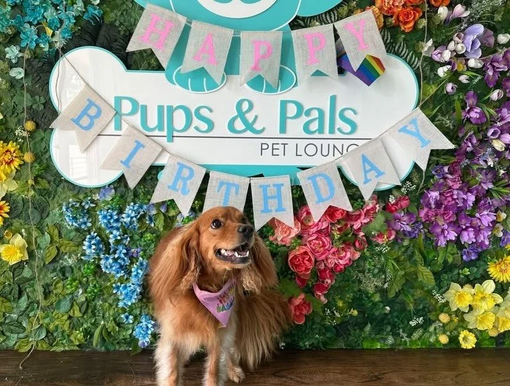 We are having a PAWTY celebrating Piper and Hank&rsquo;s birthdays today 🥳🎂❤️