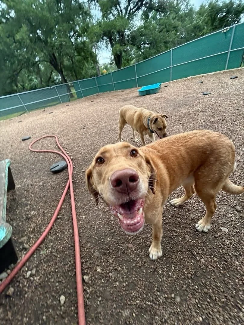We&rsquo;re having a fantastic Friday! We got to welcome newcomer, Honey, to the pack, and celebrate TWO birthdays! Happy 5th Birthday to Beau &amp; Happy 2nd Birthday to Winnie! 🐶🩵🎉🐾🥰