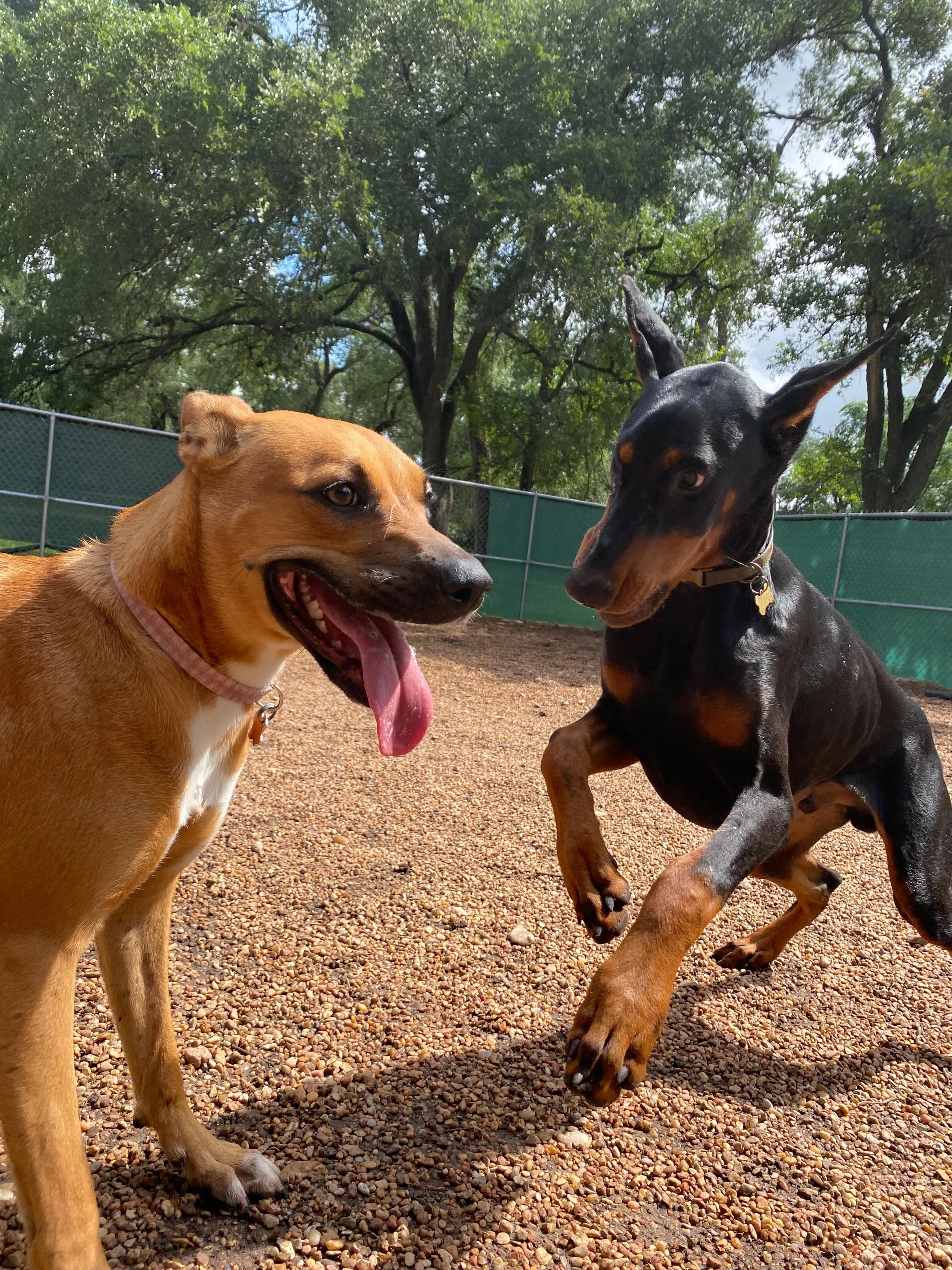 Another day of play in the Books! We loved welcoming Nona and Jock to the pack, they are naturals!!! 💐🐶🩵