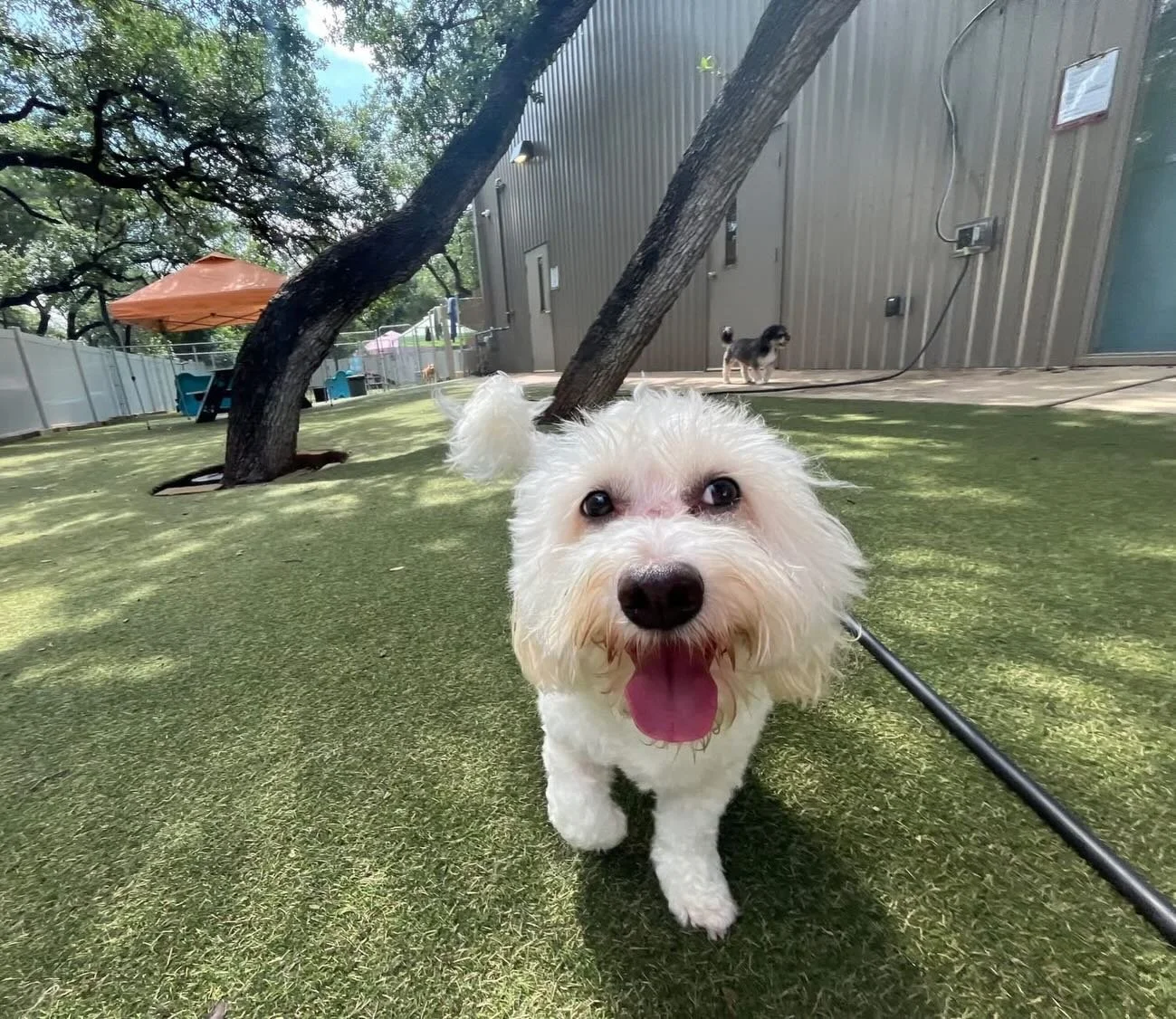 Happy Saturday from Pups and Pals 🐶❤️🌦️ We are welcome sweet Koda to the pack today! 🐾