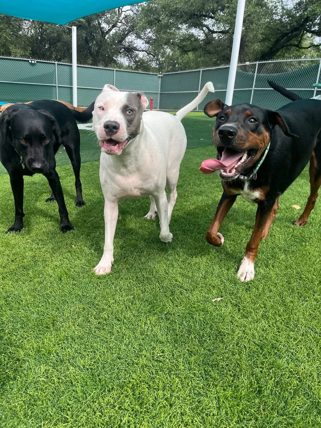 Another day, another round of zoomies, tail wags, and best-friend reunions! 💕

Our pups have been making the most of their day with plenty of play, sunshine, and snuggles in between. Whether they&rsquo;re racing around the yard or relaxing with thei