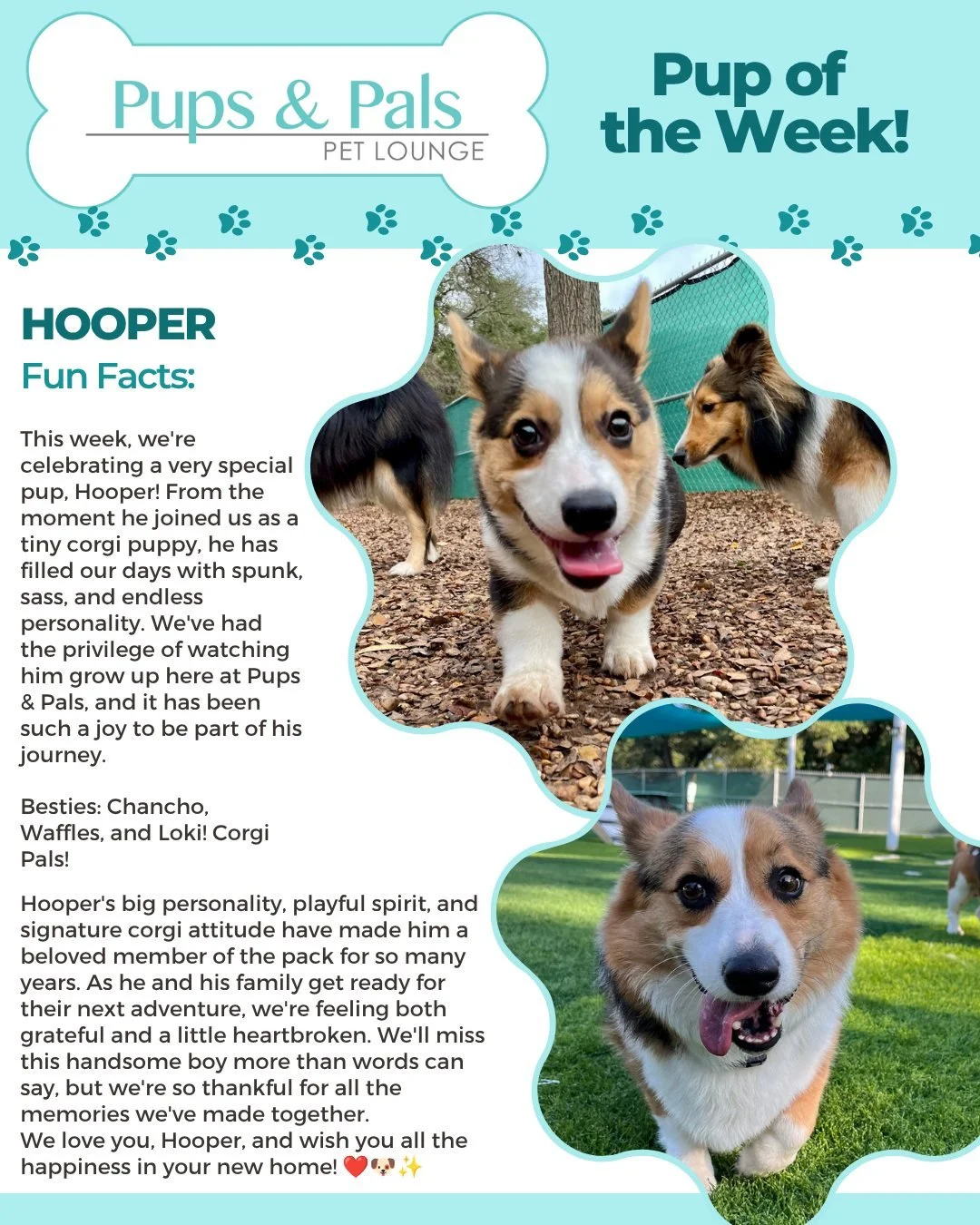 From tiny puppy to pack legend 💛🐾 Watching Hooper grow up has been one of our greatest joys. We'll miss his corgi sass, big personality, and sweet face more than he knows. Once a Pups &amp; Pals pup, always a Pups &amp; Pals pup ❤️✨🐶