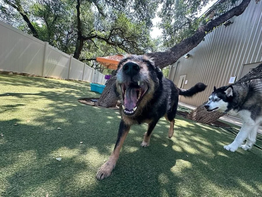 M☀️O☀️N☀️D☀️A☀️Y is here. Fresh new day to start off the week right with a bunch of warm smiles and playtime!!! 🥳🐾
