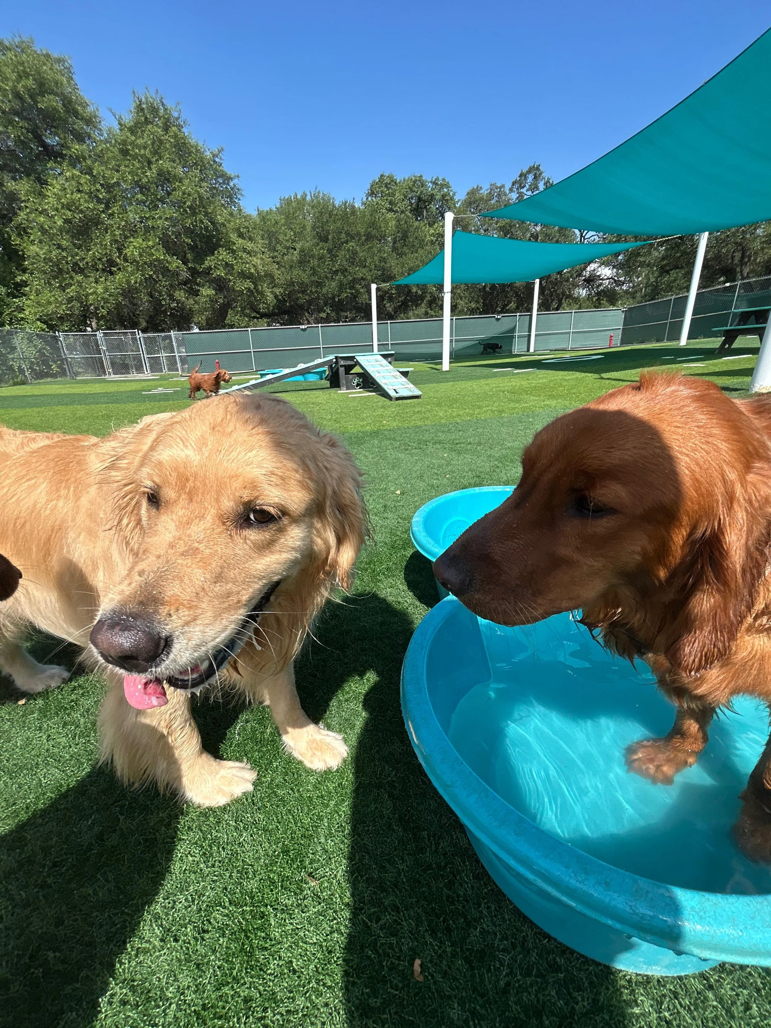 Big day for the pack! We got to welcome Scout to the crew, she&rsquo;s a natural! And we got to celebrate Rose Tyler&rsquo;s birthday and Benny&rsquo;s birthday!!🩵🥳🎉

Make sure to check your Pups &amp; Pals App or Facebook to see all of today&rsqu