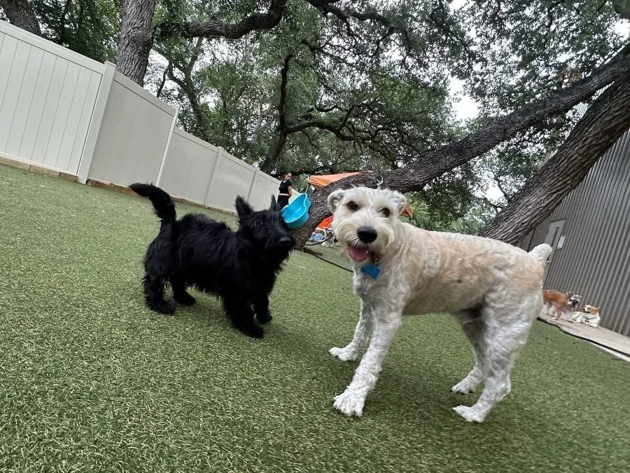 Happy Tuesday to everyone! Playing and having all the fun in the sun 🌞 🐾 it&rsquo;s Lottie&rsquo;s first day with us, and Coco&rsquo;s first birthday ever!