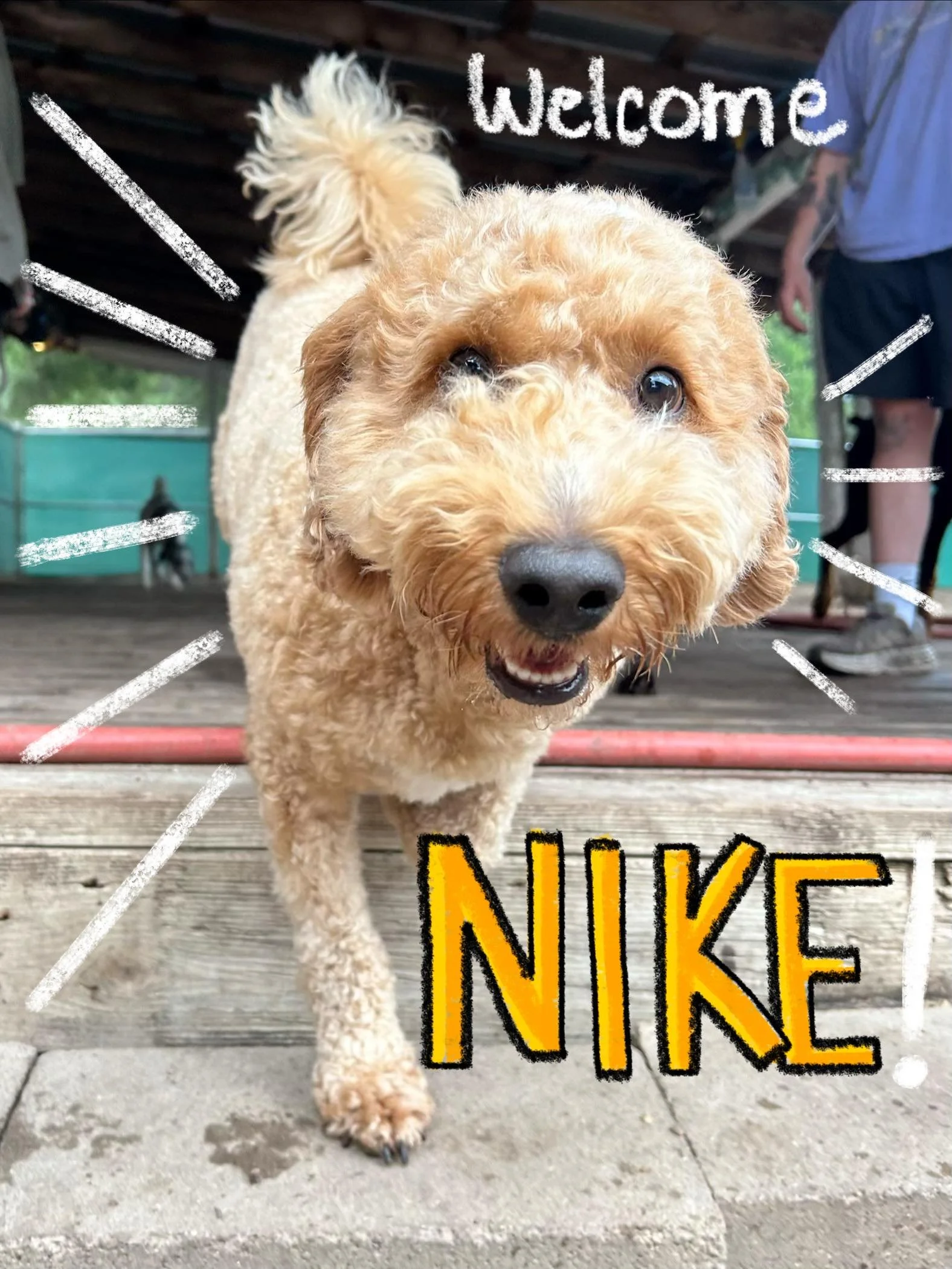 Happy Tuesday everybody! Today we got to welcome two wonderful pups to the pack: say hello to Lulu &amp; Nike!🩵🐶