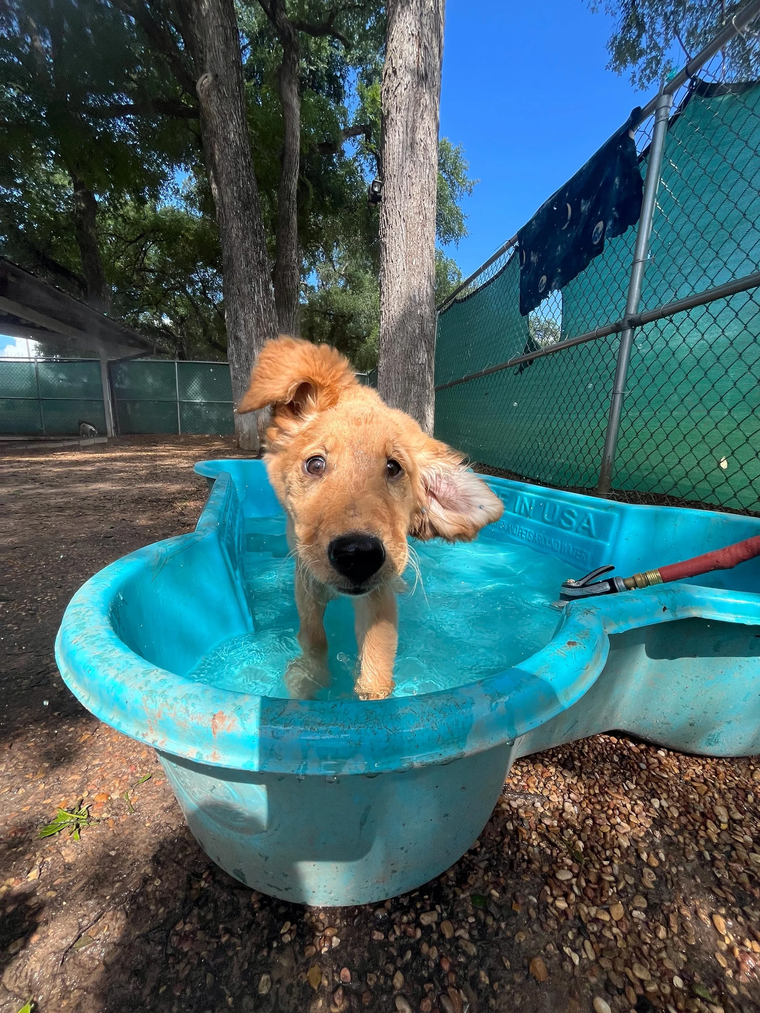 Our hearts are bursting with love for these pups today, especially as we welcome in our new pack member Sally! Happy Wednesday! 🩵🥳🎉