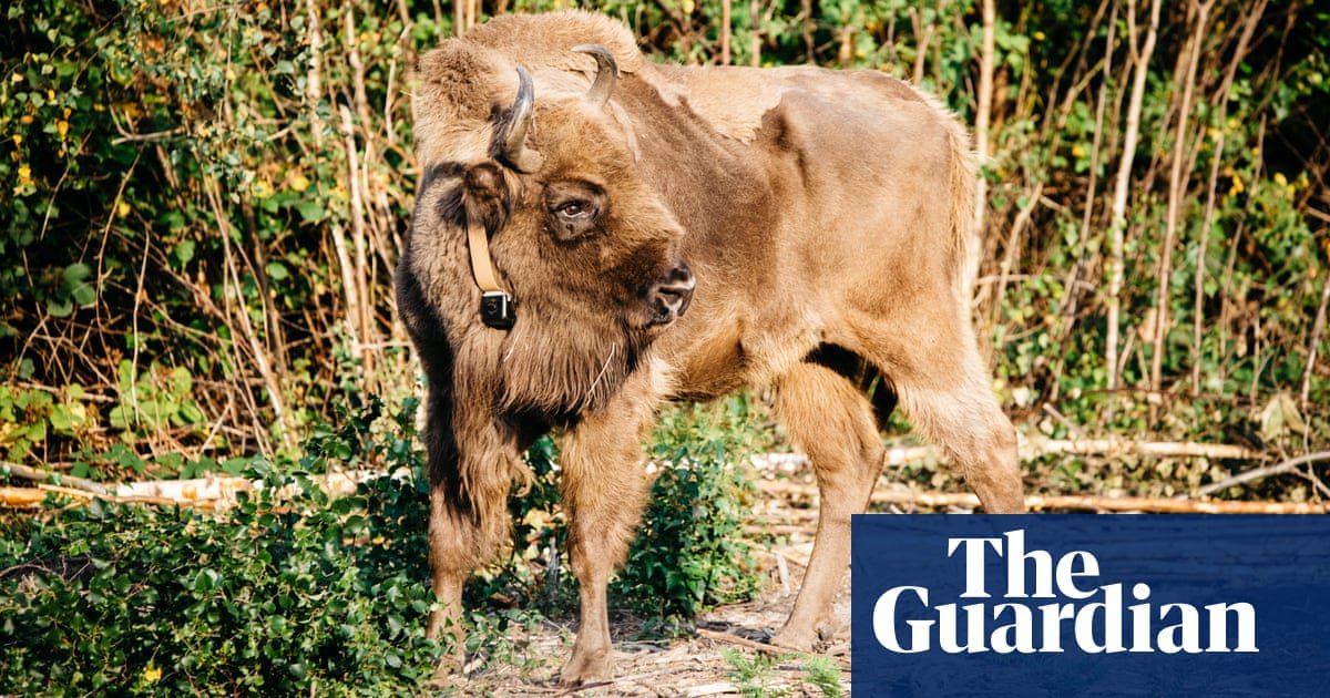 Welcome roam: wild bison return to UK – in pictures