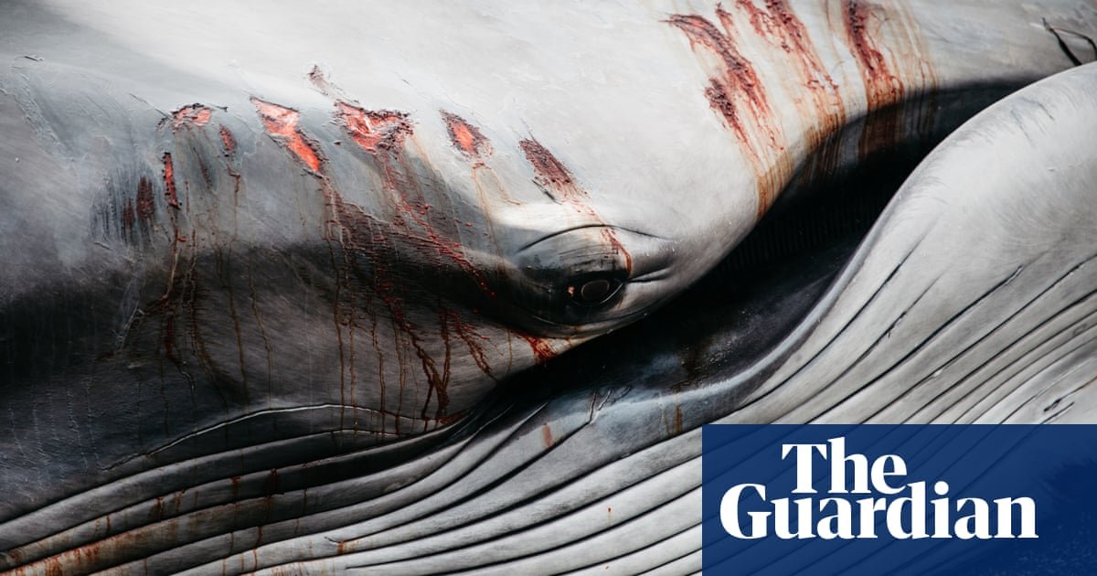 Agony on a Cornish beach: what do whale strandings tell us about our oceans?