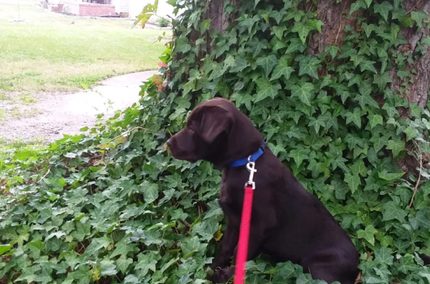 "Ummm... do any of you know what poison ivy looks like..?" 