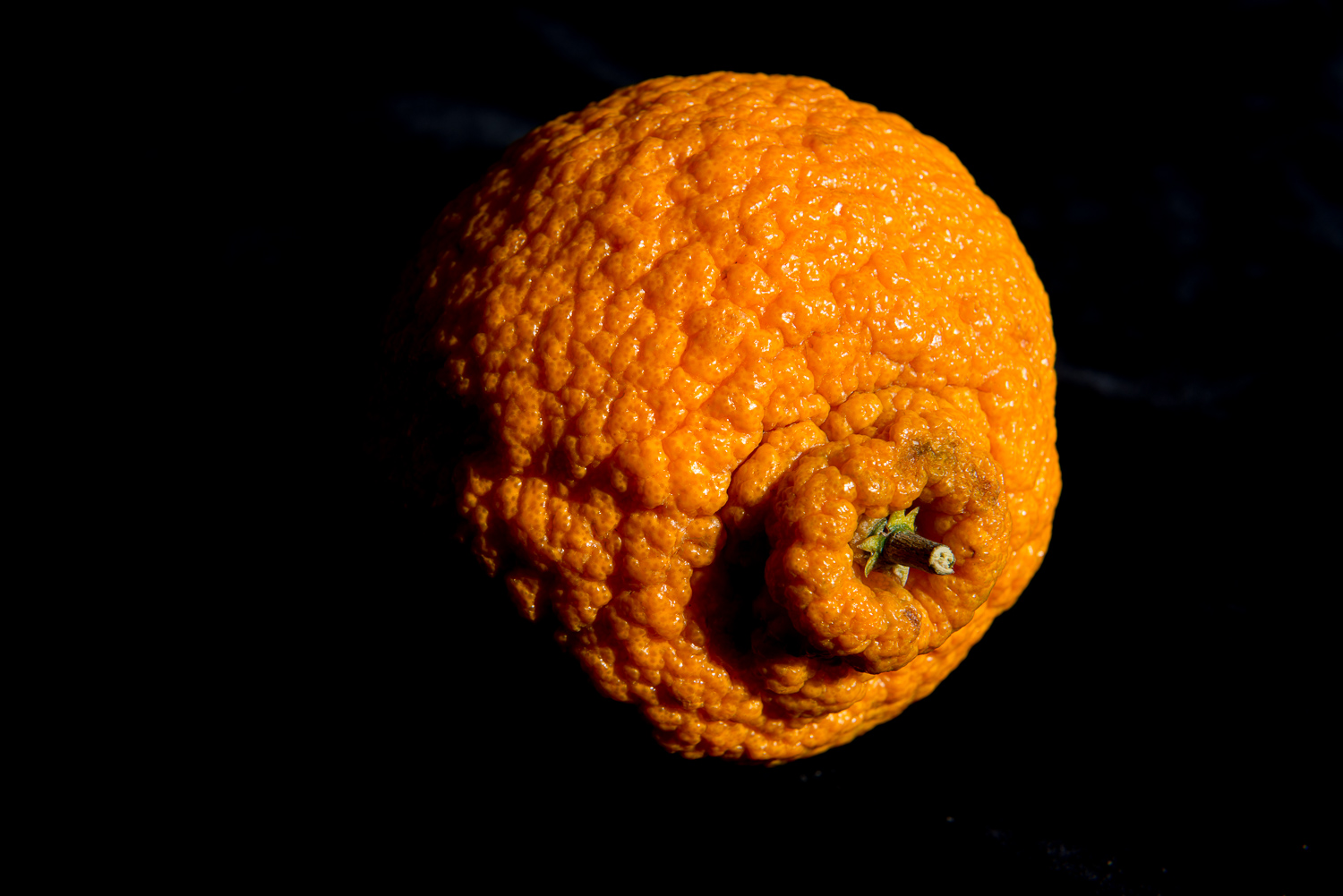 Portrait of Orange